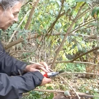 Beskjær sommerfuglbusk Beskjær sommerfuglbusk